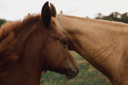 photo-1572988186269-8667ec1eb774