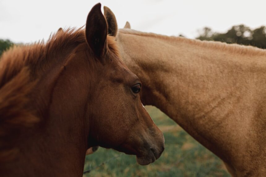 photo-1572988186269-8667ec1eb774