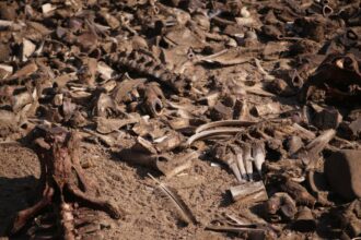 photo-1645871588182-fc697624be3d-1