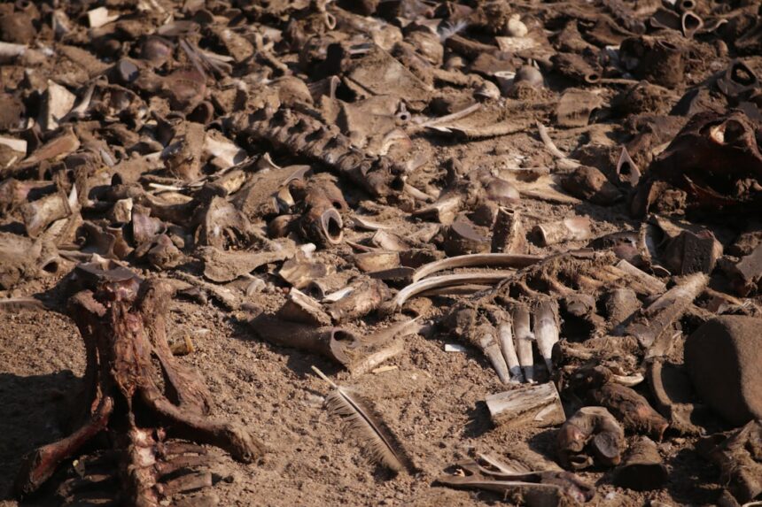 photo-1645871588182-fc697624be3d-1