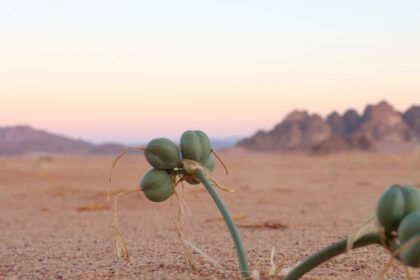 photo-1700546910741-56cfc80464bb