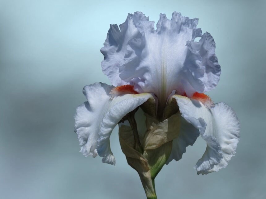 photo-1710191574013-f242850c1a6a-1