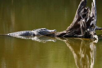 photo-1767025551396-297fbe301de8