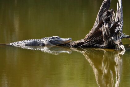 photo-1767025551396-297fbe301de8