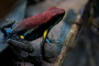 skynews-ecuador-dart-frog_7164678