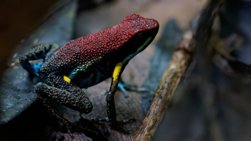 skynews-ecuador-dart-frog_7164678