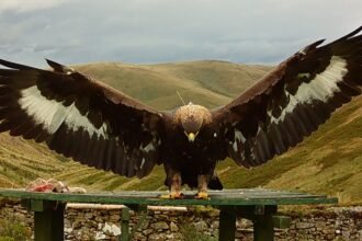 skynews-golden-eagle-bird-merrick_6375066