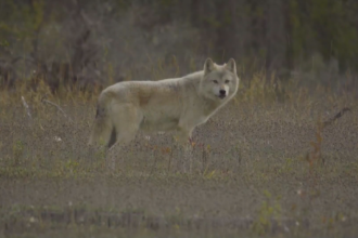 web-still-6P-WOLF-KILL-FOLLOW-PKG_OM01PVQY