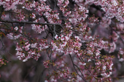 20xp-blossoms-01-fjbp-mediumSquareAt3X