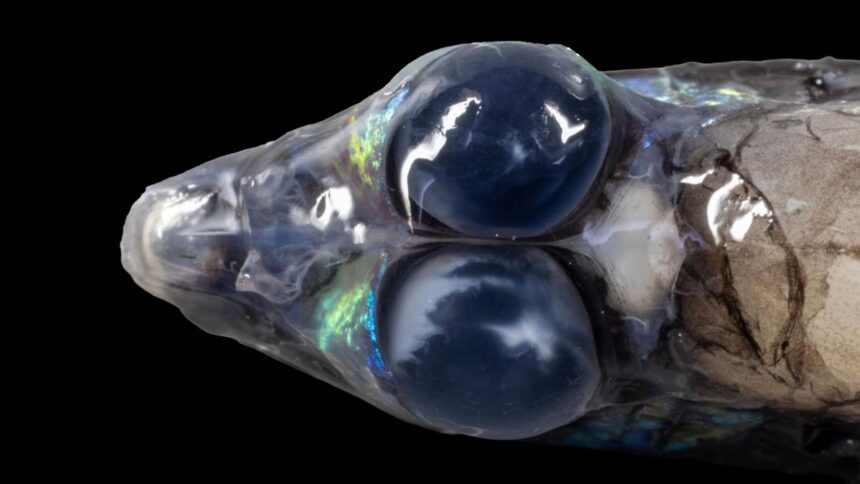 36d191f0-1978-11f1-801d-ed3cff6bf876-5