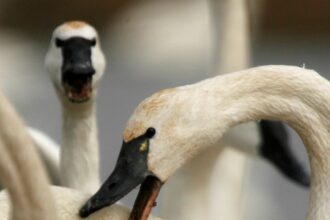 5RPOO3DUZFEKDGT7VYY2CUFQ2I-2