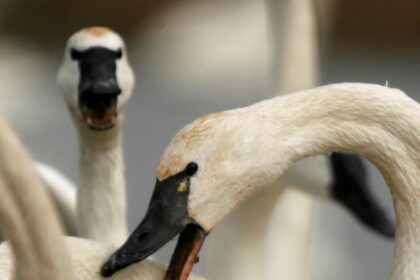 5RPOO3DUZFEKDGT7VYY2CUFQ2I-3