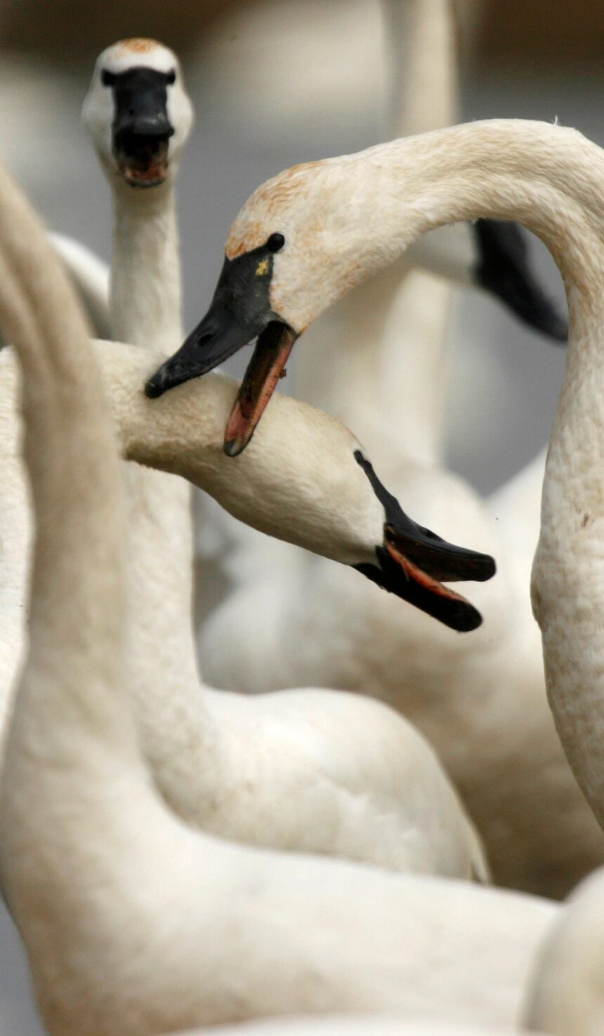 5RPOO3DUZFEKDGT7VYY2CUFQ2I-3