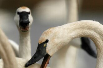 5RPOO3DUZFEKDGT7VYY2CUFQ2I