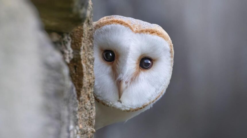 7cdf0250-1c74-11f1-a7bf-efb6e72f87e6-14