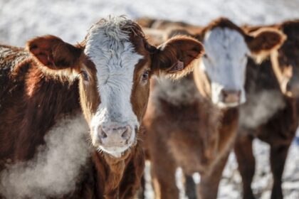 Cattle-beef-file-march-16-e1773687706961-13