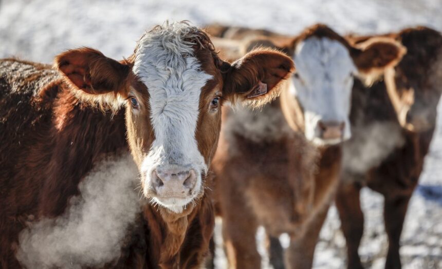 Cattle-beef-file-march-16-e1773687706961-34