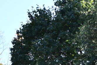 KCM55JX6LJHSBDOVZAS4HJCIJY-1