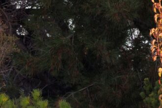 NWMR7AU6RRCHTA5HYNA4FO3AIE