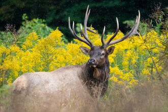 bull-elk-getty-1