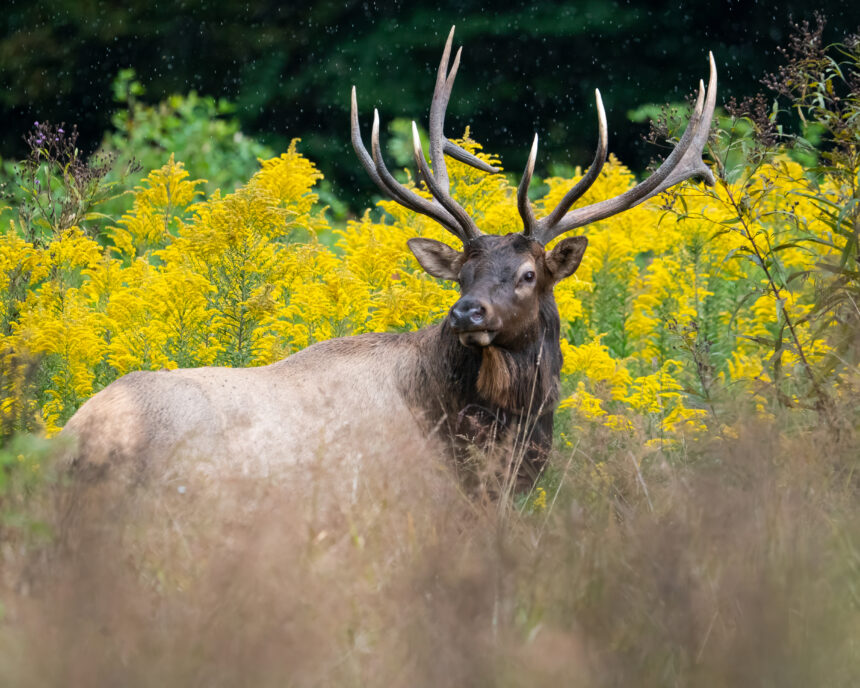 bull-elk-getty-1
