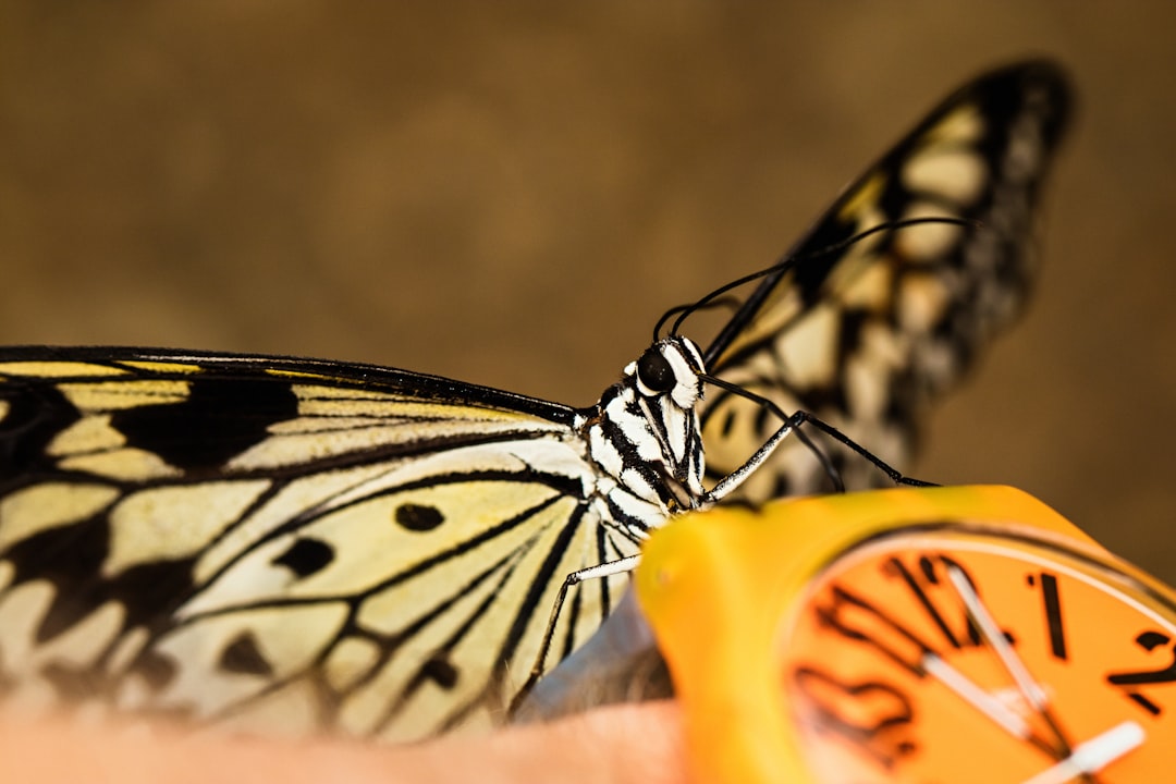The Butterfly Effect of Advocacy