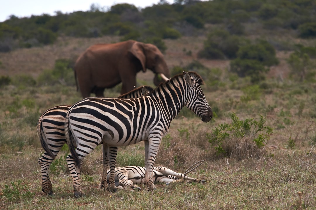 Collaborating for Conservation