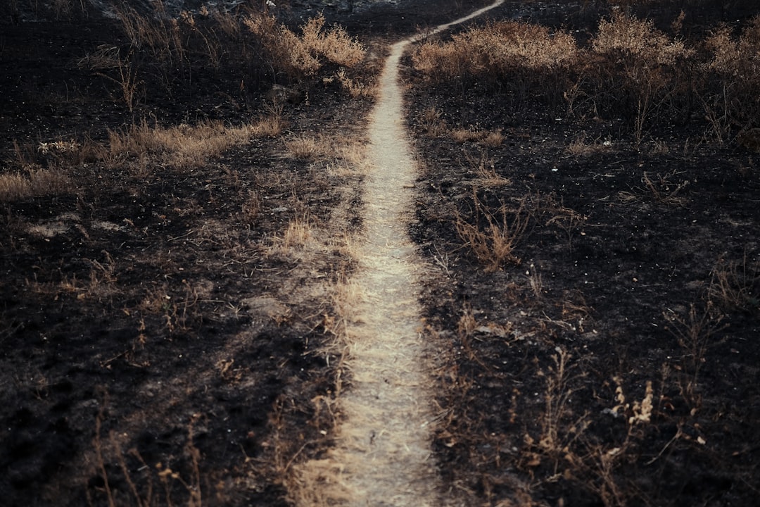 The Path to Clemency