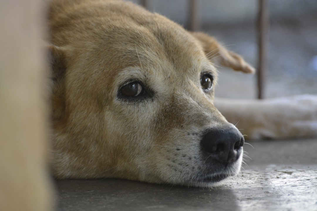 Domestic Considerations