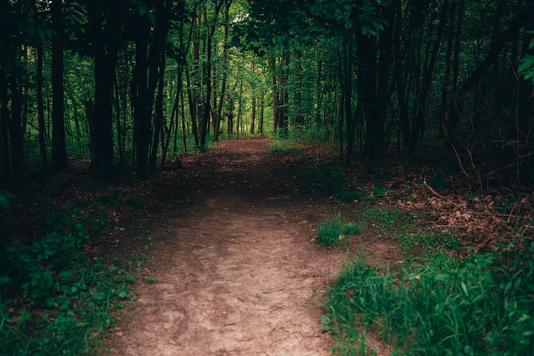 The Path Forward: Options for the Administration