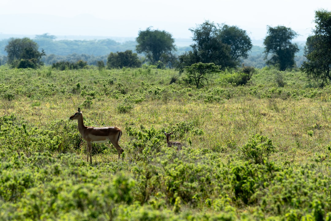 Conservation Concerns: The Risks of Hunting