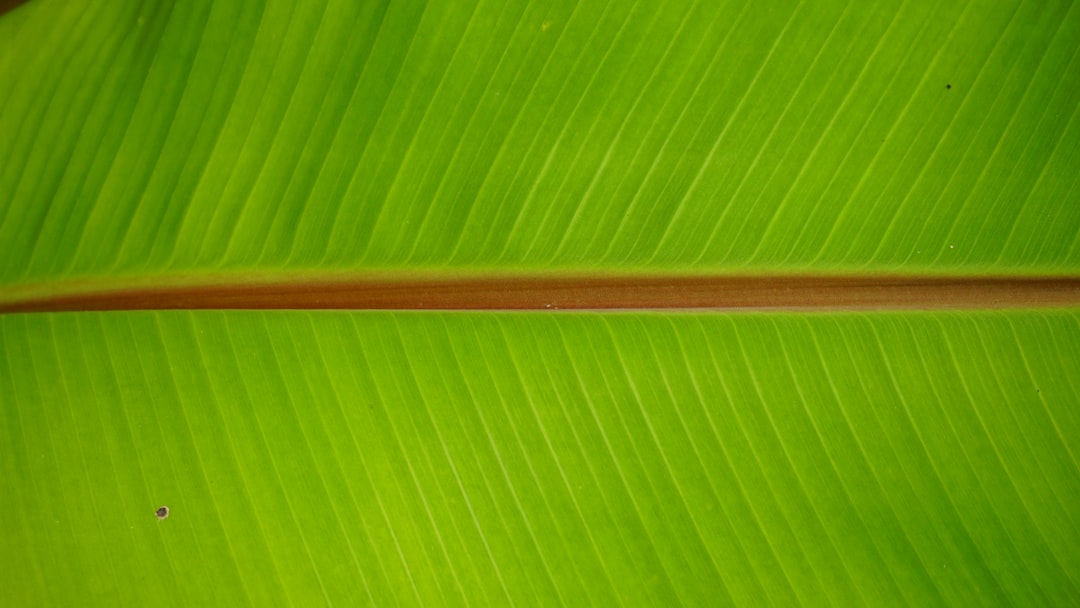 Implications for Domestic Producers