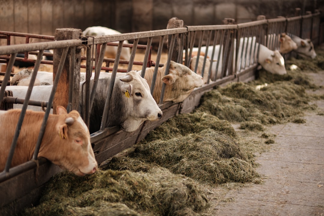 The Strain on Livestock Farmers