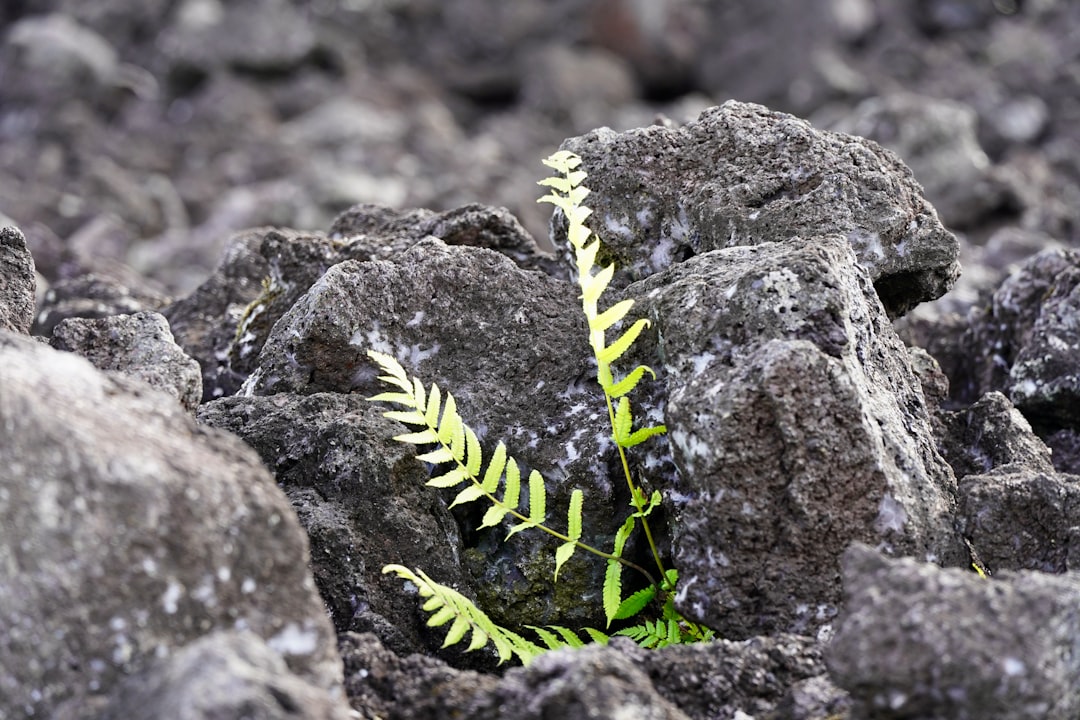 Overcoming Adversity in Conservation
