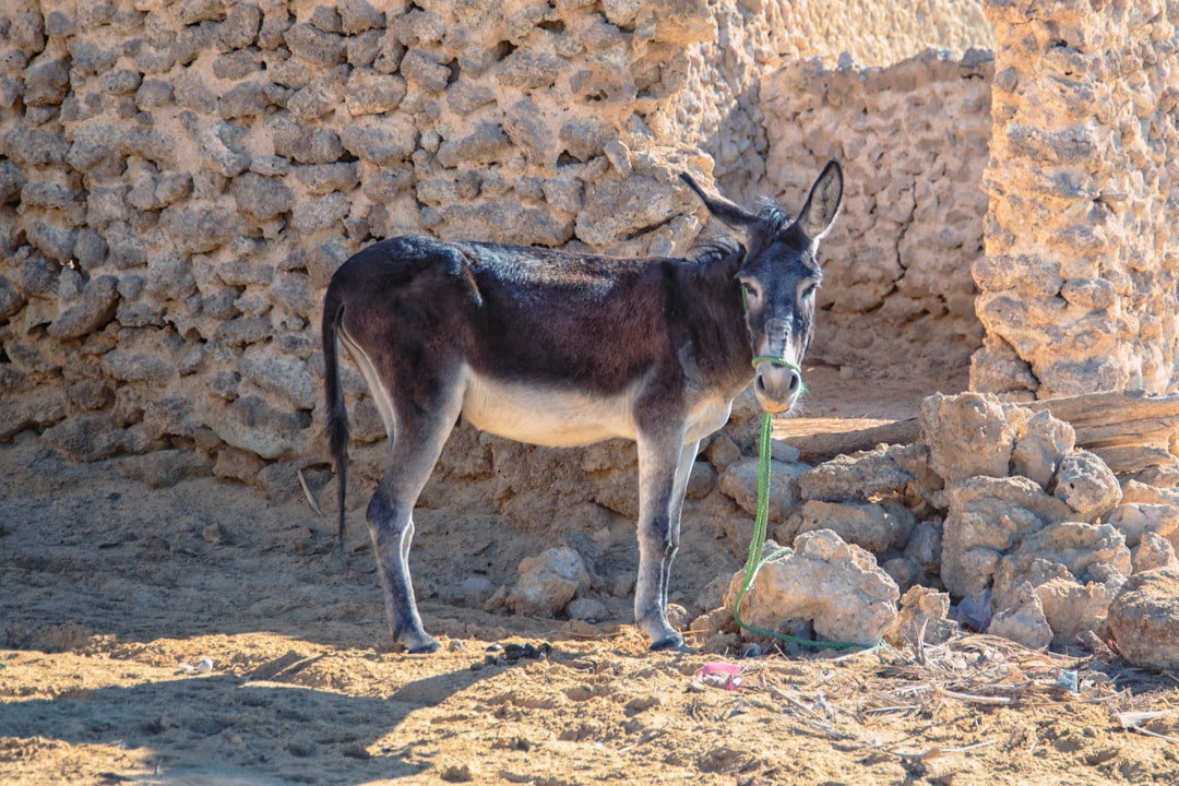 The Domestic Landscape