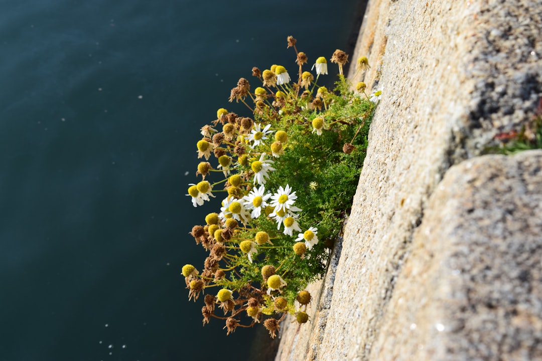 The Poignant Beauty of Nature