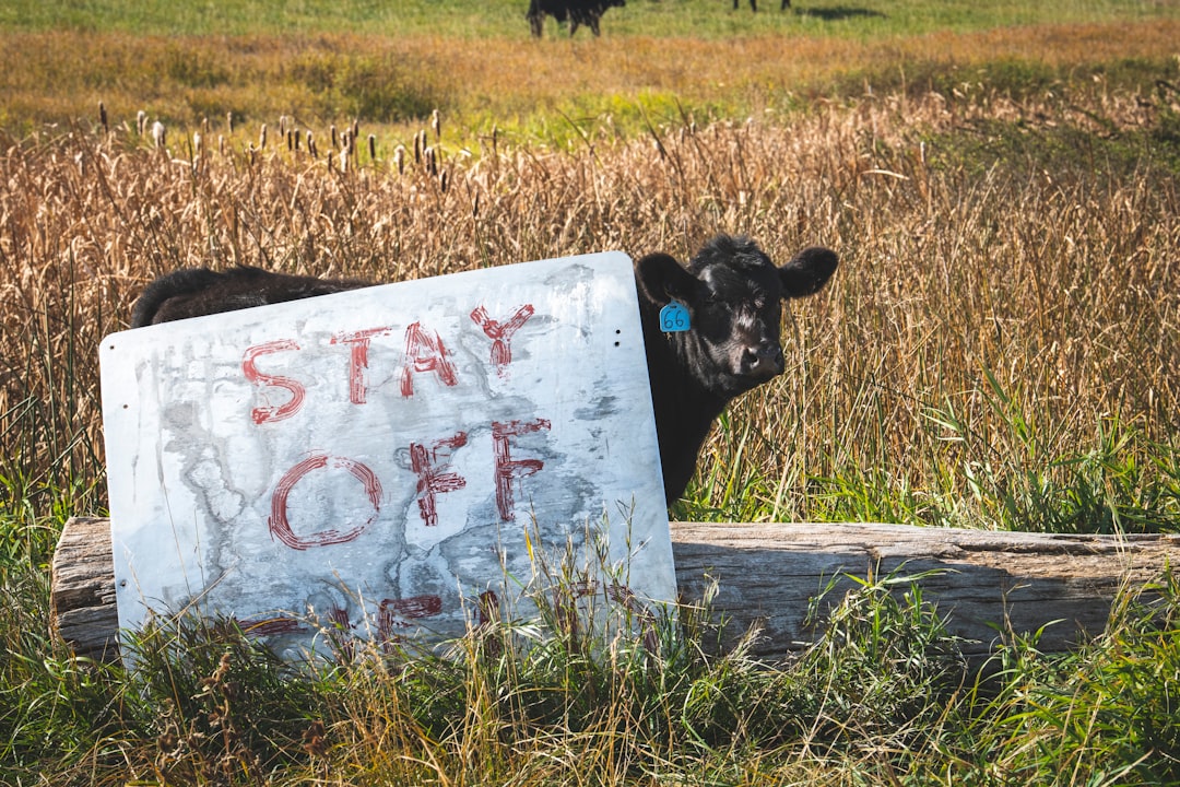 Positive Signs in Cattle Numbers