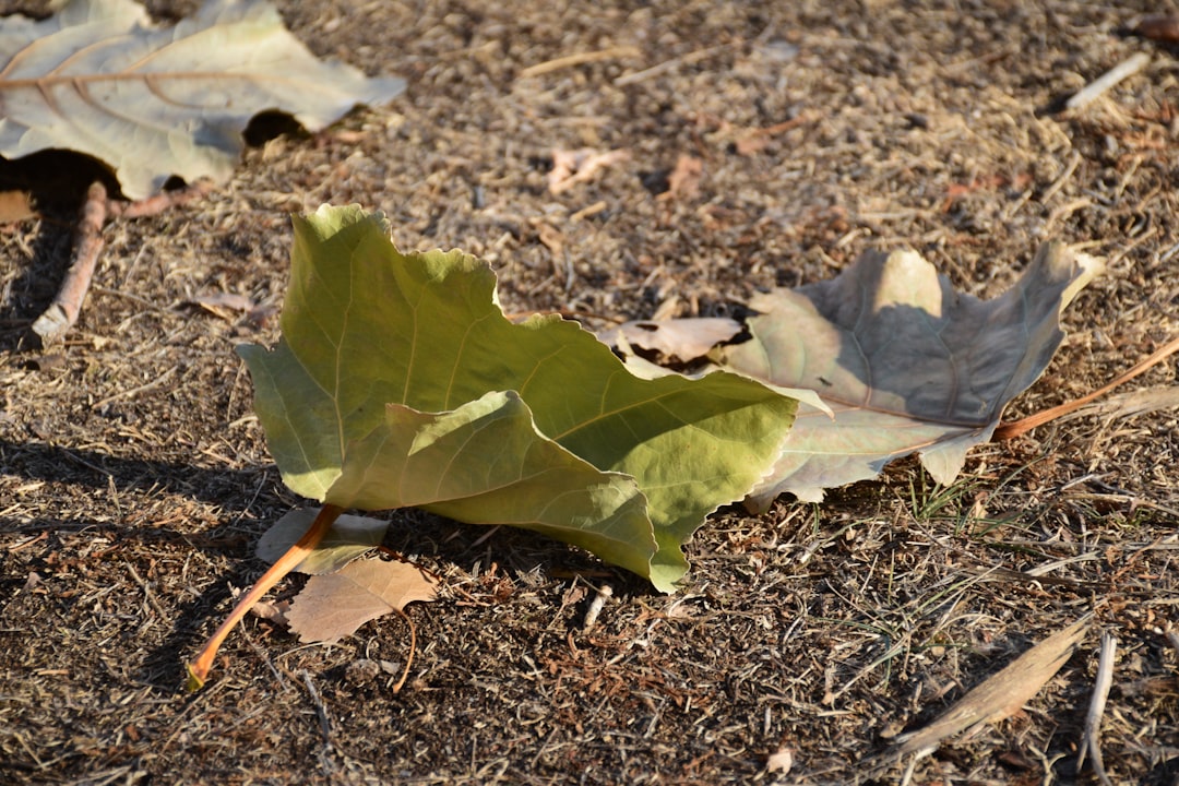 Leafs' Struggles in the First Period