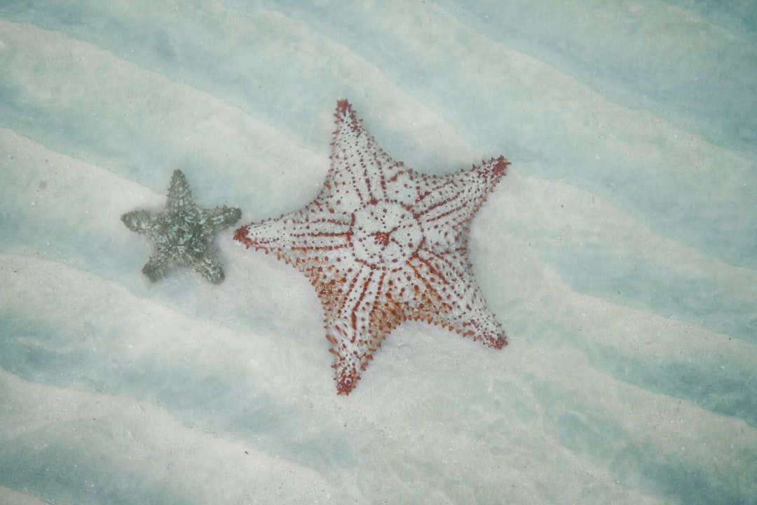 The Art of Star Bathing