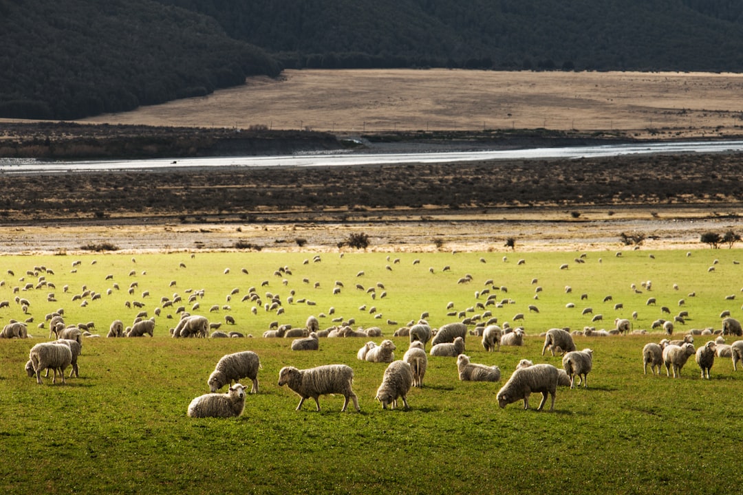 The Future of Sheep Farming