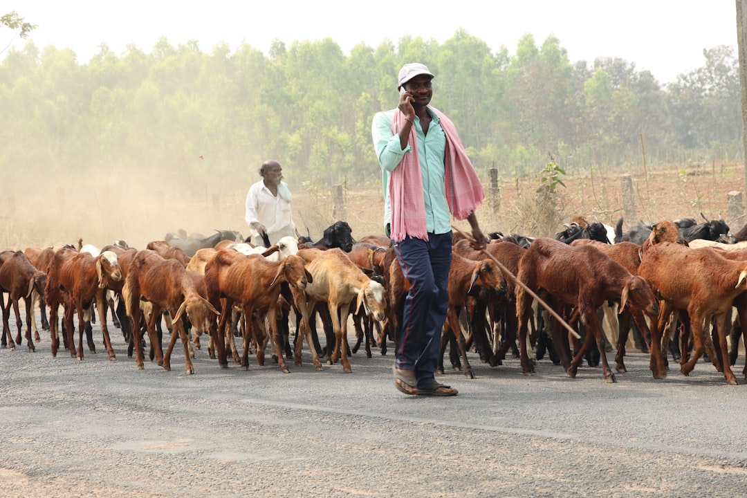 The Impact on Livestock Farmers