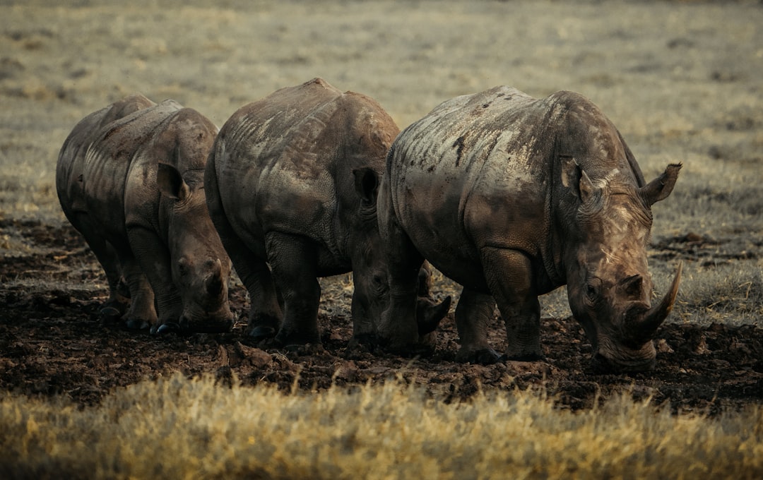 The Struggle Against Extinction