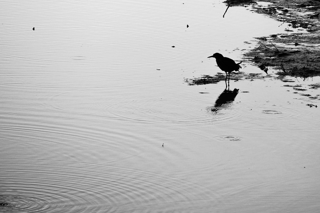 A Reflection on Moral Accountability