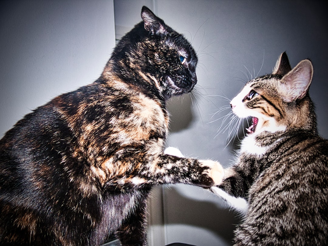 The Fallout from Their Feud