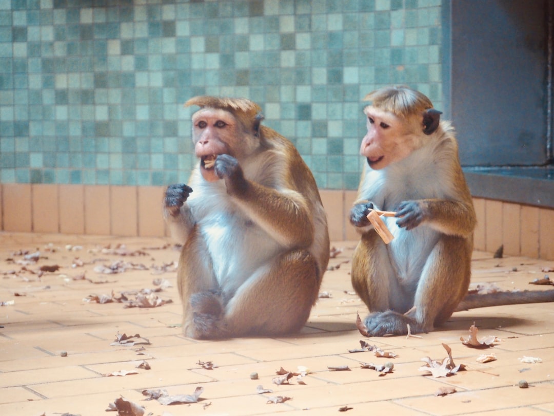 Monkey Neurons: A Game Changer