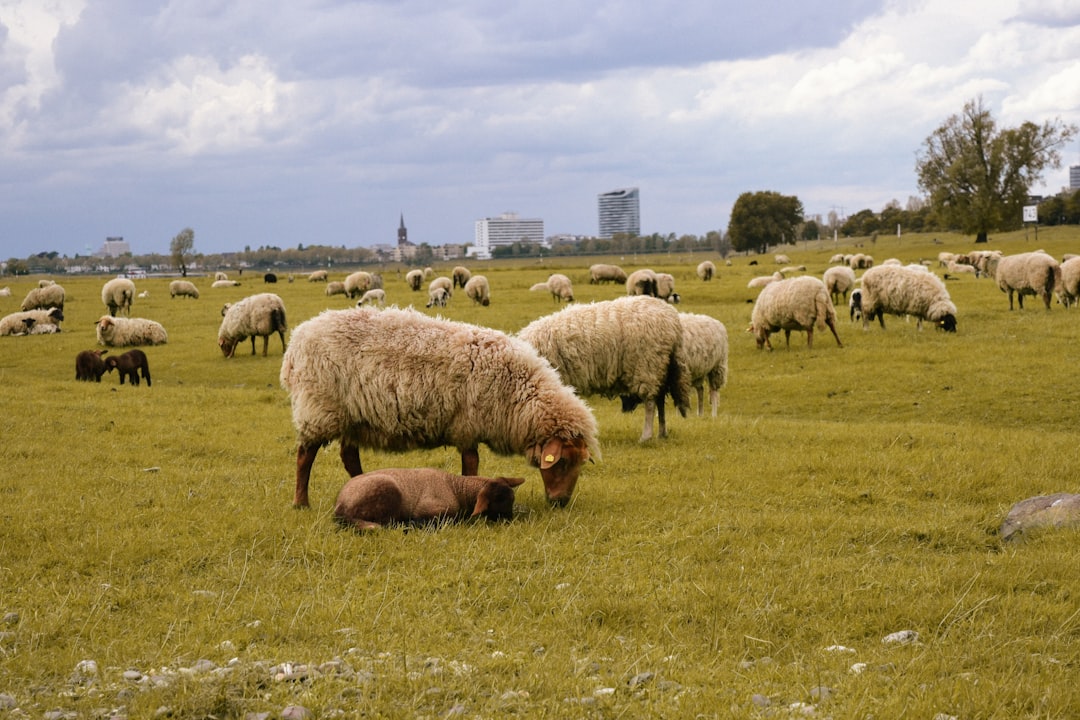 The Future of UK Sheep Farming