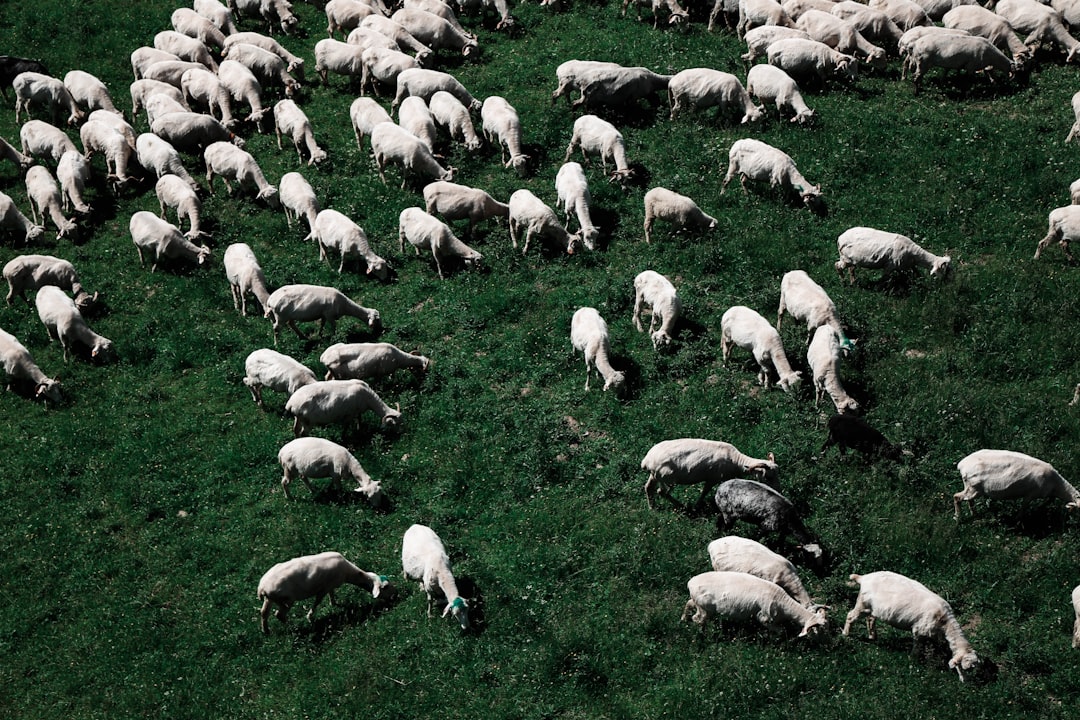 Declining Sheep Populations