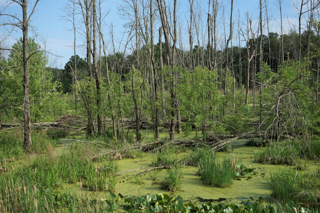 Habitat Loss and Future Prospects