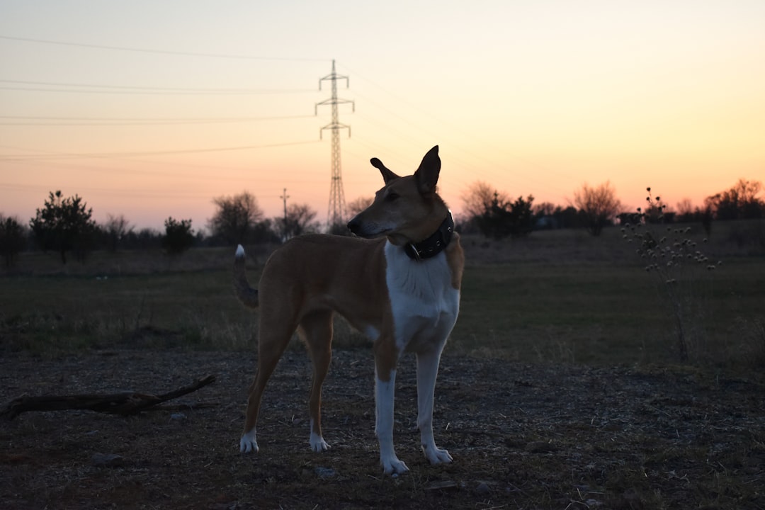 The Domestic Landscape