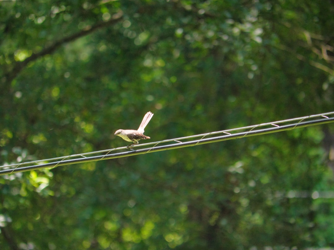 The Diplomatic Tightrope